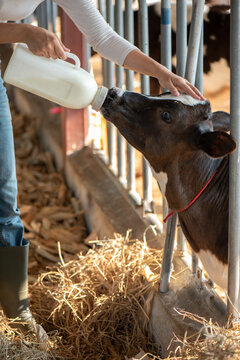 Smiling young Asian female farmer bottle-feeding a calf in a stable. Concept of animal husbandry, livestock care, and nurturing young animals in a modern dairy farm background.