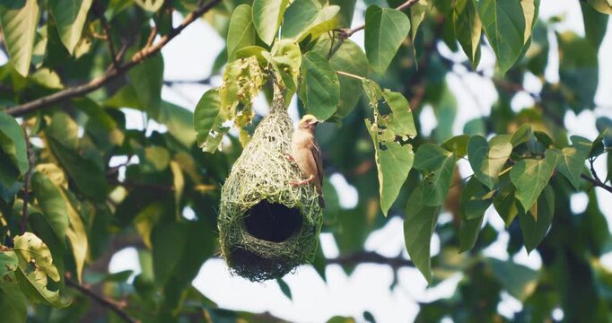 Beautiful baya weaver bird nest building on tropical tree branch animal wildlife