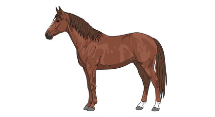 Naklejka premium Side profile illustration of a muscular brown horse with a dark mane and tail standing calmly on a plain white background.