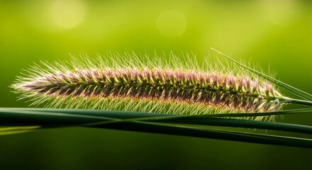 Fototapeta premium A macro shot of a foxtail grass head glowing in sunlight against a soft, blurred green background with bokeh effect.