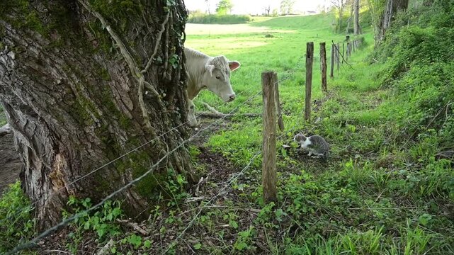 Un chat veut aller dans un pr&eacute;, mais recul avec l'arriv&eacute;e d'une vache charolaise qui l'observe