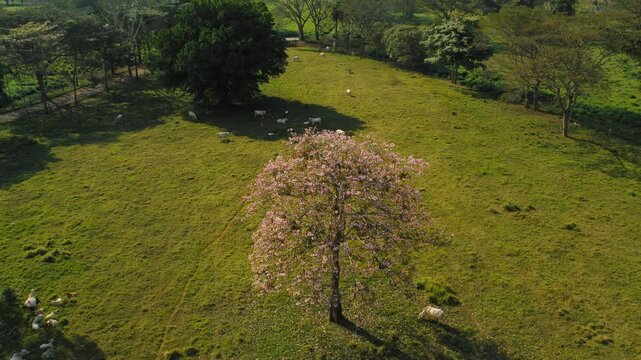 Beautiful pink poui tree blooms in middle of cow pasture in Costa Rica