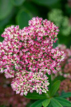 Hylotelephium sedum spectabile autumnal purple flowering ornamental plant, beautiful autumn joy stonecrop flowers in bloom