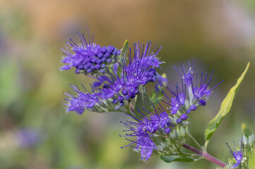 Obraz premium Caryopteris clandonensis bluebeard bright blue flowers in bloom, ornamental autumnal flowering plant
