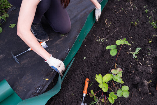 gardener install plastic grass edge around the tree in the garden