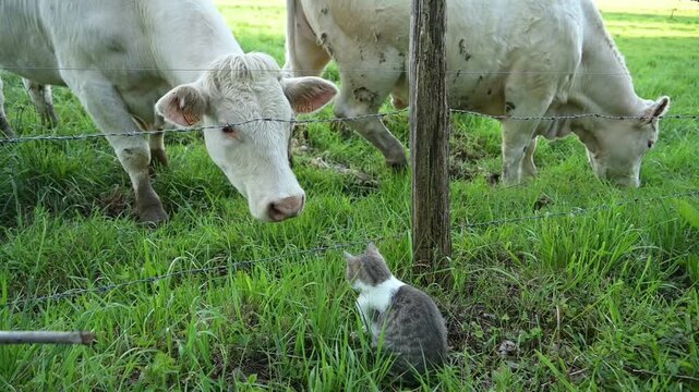 Un jeune chat assit sur l'herbe et une vache charolaise dans un pr&eacute; de l'autre c&ocirc;t&eacute; de l'enclos, s'observent face &agrave; face, pendant qu'une deuxi&egrave;me vache broute tranquillement