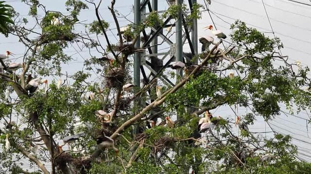 various birds nature habitat, a full house of bird park in the afternoon, big bird activity in tree branches, stork and egret walking on branches and flying all over the places