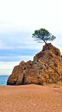 tossa de mar beach with iconic rock and pine tree, mar menuda cove in costa brava, scenic mediterranean coastal landscape in spain.