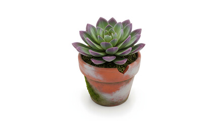 Obraz premium Succulent Plant in a Cracked Terracotta Pot