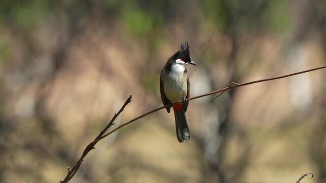Red Whiskered Bulbul Perching And Taking Flight From Branch