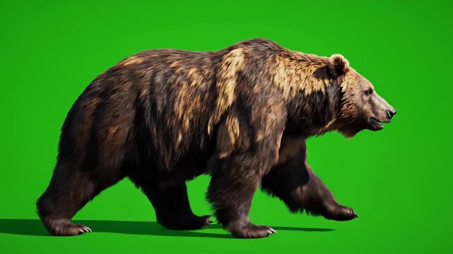 A realistic 3D animated brown bear walks steadily on a vibrant green screen, ideal for chroma key compositing. This footage is perfect for wildlife documentaries, educational content, visual effect