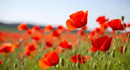 Fototapeta premium Vibrant red poppies bloom in a serene field on a sunny day with green stems and buds