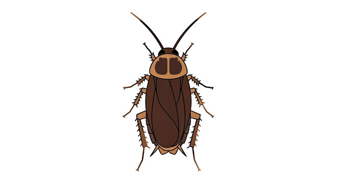 Brown Cockroach Insect Bug.