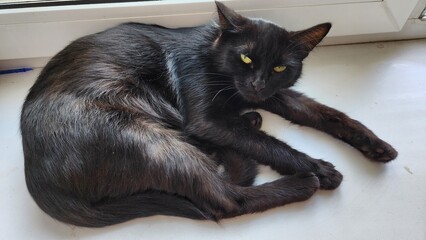 Black cat with yellow eyes lying on white windowsill looking at camera © Василий Макаров