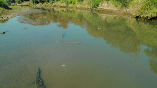 Large crocodiles swim through calm river water in rural Costa Rica