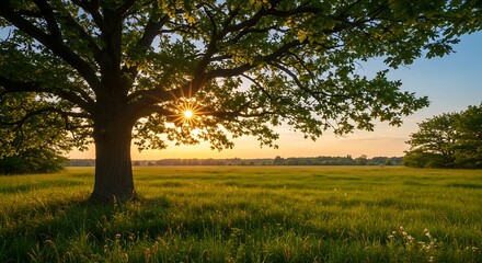 Fototapeta premium Golden Sunset Radiance Bursting Through Majestic Oak Tree Branches