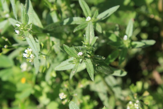 Buglossoides arvensis, field gromwell or corn gromwell. 