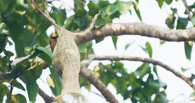 Beautiful baya weaver bird nest building on tropical tree branch animal wildlife