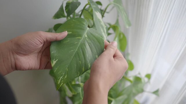 How to care for indoor plants and check their health