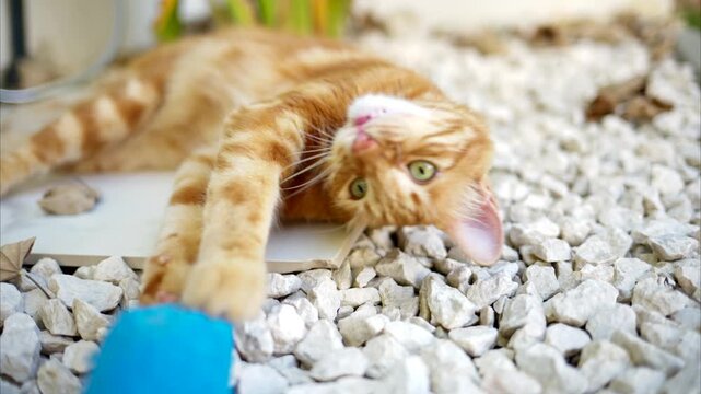 Cute orange tabby cat with green eyes playing with a blue toy on white gravel in slow motion.