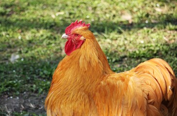 Close up of brown rooster in countryside setting © Gabriella