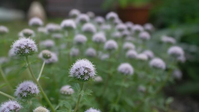 Close-up of Round Purple Wildflowers Swaying in a Garden