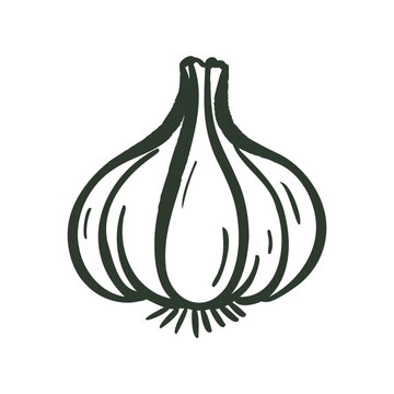 Hand drawn garlic doodle icon in outline style. Organic food ingredient isolated on white for cooking and recipe design.