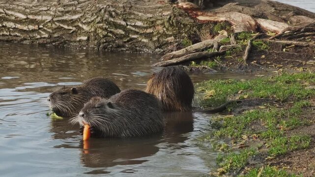 Nutria animal eating carrot on island in the Vivtava River, Prague, 4k