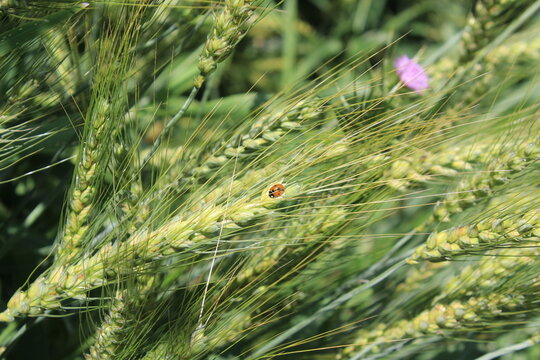 Hordeum vulgare, spike of wheat, Triticum aestivum, Barley or a similar cereal grass