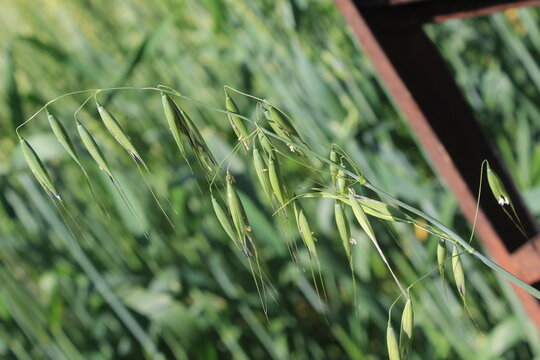 Wild Oat or the Avena fatua green plant