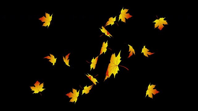 Aesthetic falling autumn flower on alpha channel background 4K video resolution.