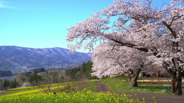 菜の花公園　菜の花と桜（長野県飯山市）