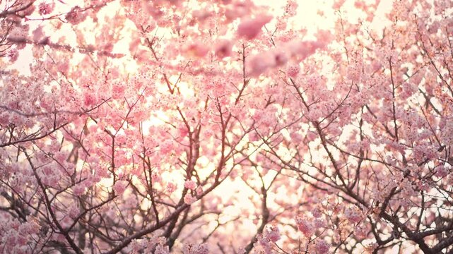 Beautiful pink cherry blossoms in full bloom against soft sunlight in a spring garden. Dreamy sakura flowers on branches represent renewal, nature's beauty, and seasonal travel in Japan