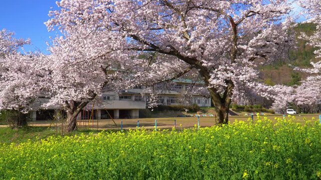 菜の花公園　菜の花と桜（長野県飯山市）