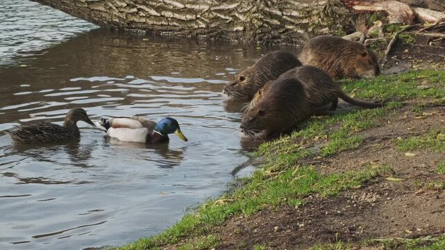 Nutria animals eating carrot on island in the Vivtava River, Prague, 4k