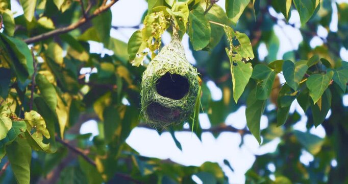 Yellow male aya weaver bird nest building on tropical tree branch animal wildlife