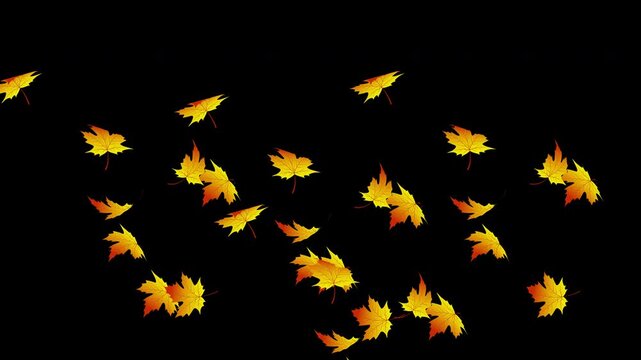Falling maple autumn flower overlay with soft wind effect 4K video resolution on alpha channel background.