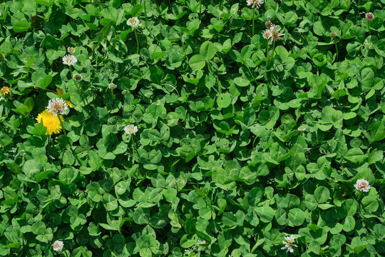 Green clover leaves and dandelion texture background