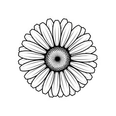 Fototapeta premium A detailed black and white illustration of a single gerbera daisy