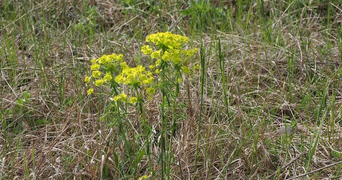 (Euphorbia cyparissias) Tiges florales dress&eacute;es d'euphorbes petit-cypr&egrave;s ou euphorbe faux cypr&egrave;s &agrave; floraison jaune-vert en ombelles sur une une pelouse s&egrave;che et rocailleuse
