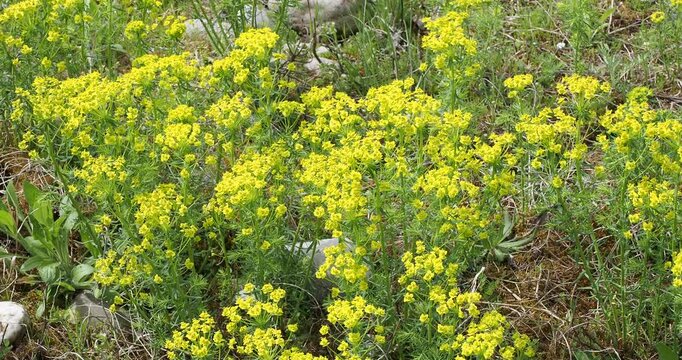 Euphorbes petit cypr&egrave;s (Euphorbia cyparissias) &agrave; tiges dress&eacute;es finement feuill&eacute;s sous inflorescences en cymes de bract&eacute;es florales jaune verd&acirc;tre tapissant un talus rocailleux 
