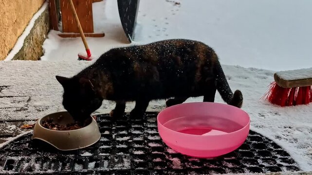 Black furry cat eating in the snow; a charming winter portrait from the medieval town of Cesis, Northern Europe.
