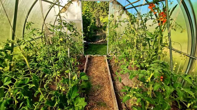 POV shot of walking in a nursery with different types of plants at Dobele, Latvia