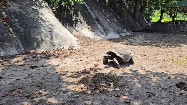 Big land tortoise walking towards the shadow in a sunny day