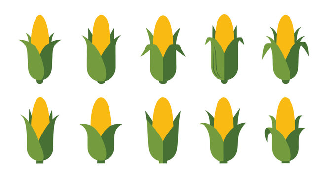 Flat design illustrations depicting a variety of sweet corn cobs in different stages of being peeled.