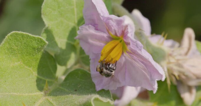 Blue-banded Nomia bee buzz pollinating a purple brinjal flower and flies away in detailed slow motion