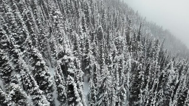 Breathtaking birds eye view of snow covered trees in the scenic backcountry side of Whistler Blackcomb Ski Resort, BC, Canada.