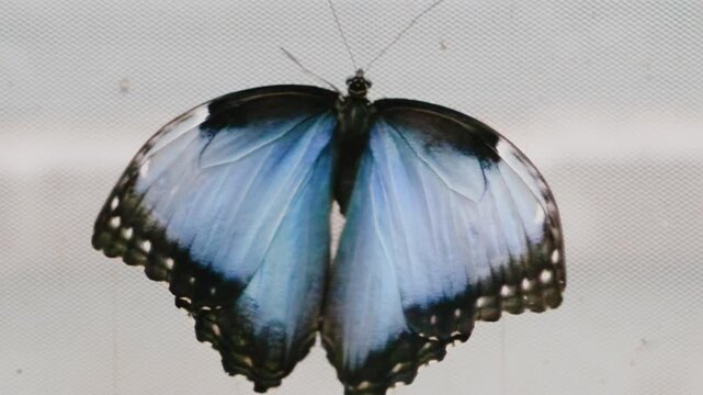 Morpho helenor butterfly with iridescent blue wings resting on grid. Black edges with white spots visible in dorsal view. Scientific entomology specimen footage.