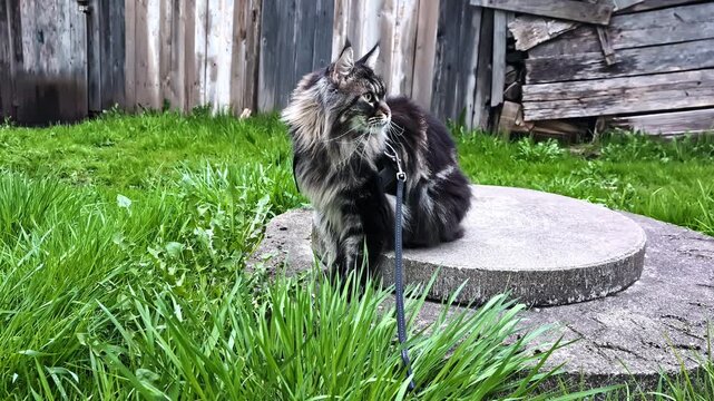 A majestic long-haired Maine Coon cat sitting gracefully beside a rustic wooden fence in the scenic countryside of Jelgava, Latvia.