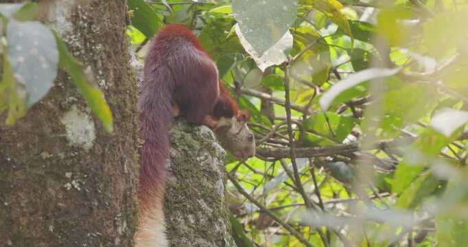 Malabar Giant Squirrel resting in the jungle canopy, illuminated and basking in early sun light